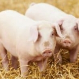 Koja je razlika između univerzalnih pasmina svinja od drugih vrsta produktivnosti